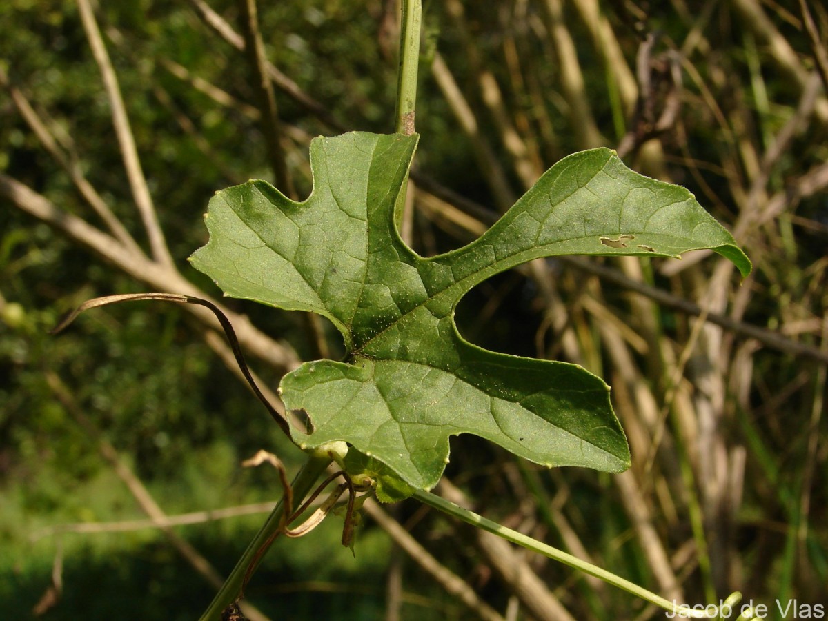 Momordica dioica Roxb. ex Willd.